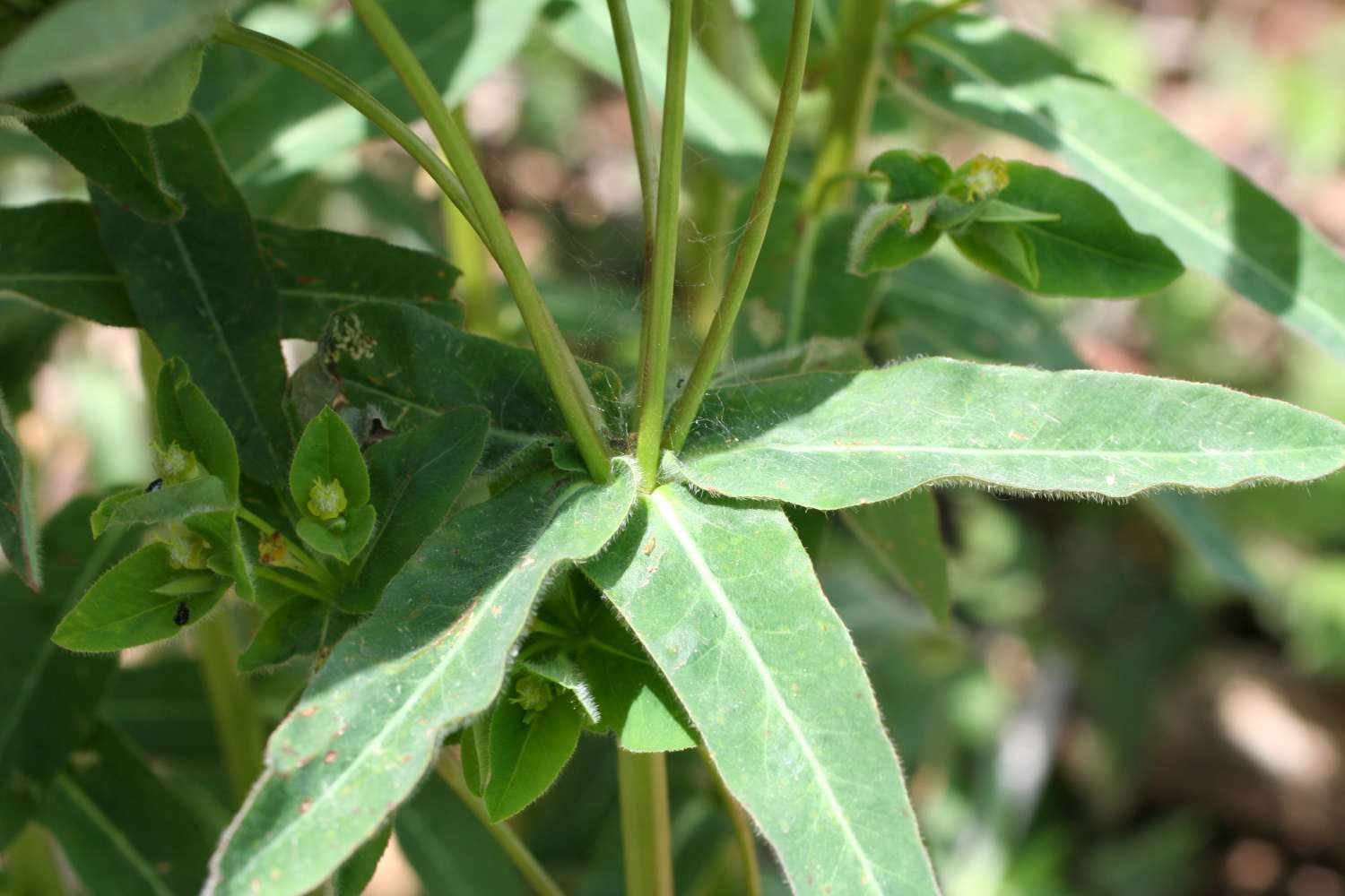 Euphorbia hirsuta / Euforbia pubescente